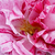 Alb - roșu - Trandafir perpetual hibrid - Ferdinand Pichard